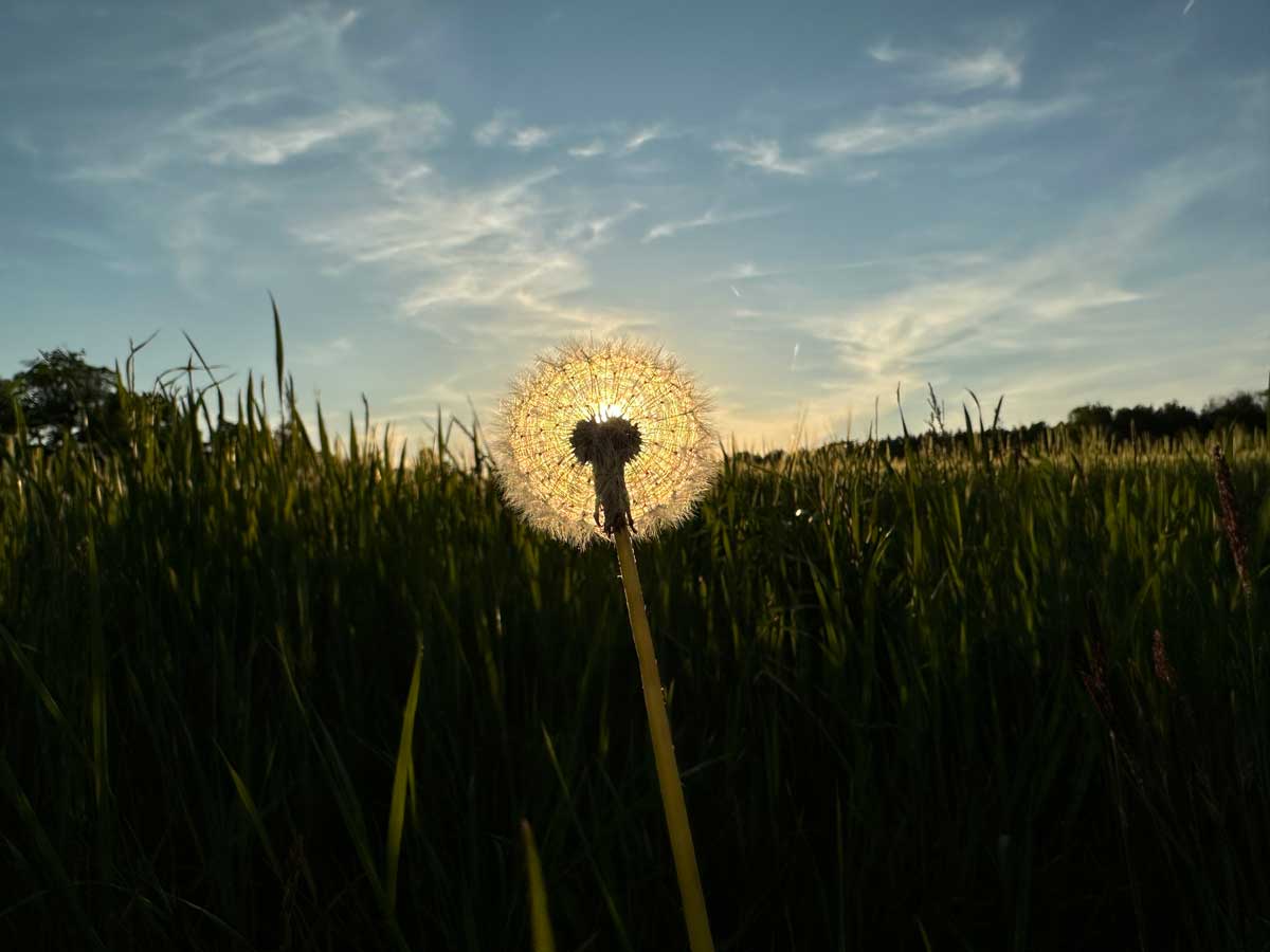 Löwenzahn mal anders